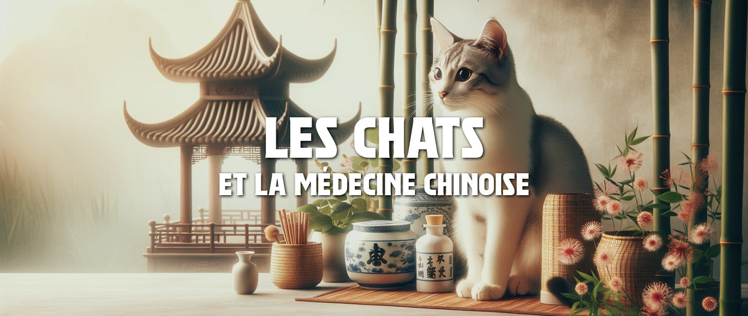 Les Chats et la Médecine Chinoise